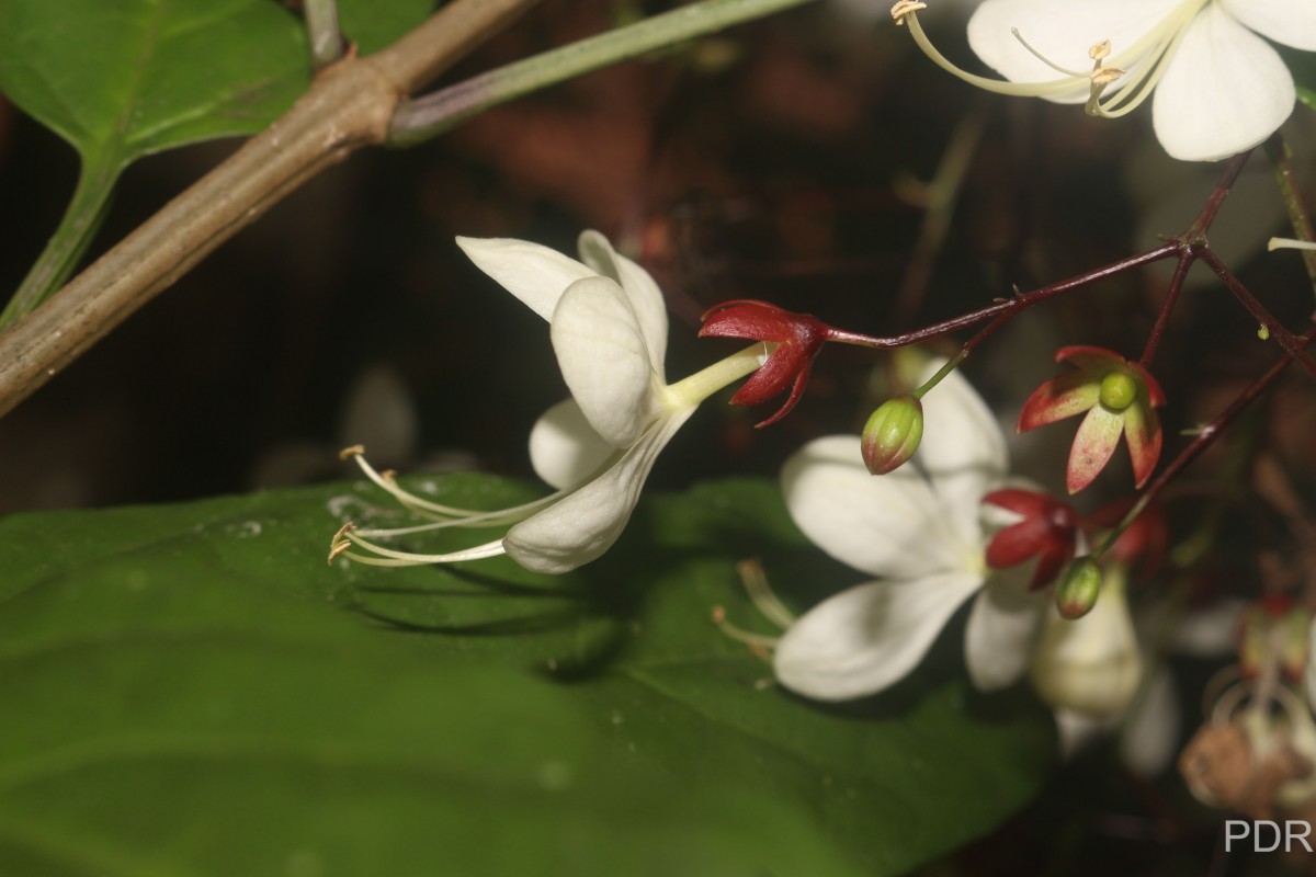 Clerodendrum smitinandii Moldenke